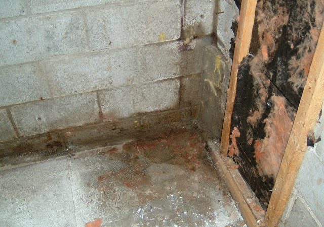 Mold Inspection and Remediation